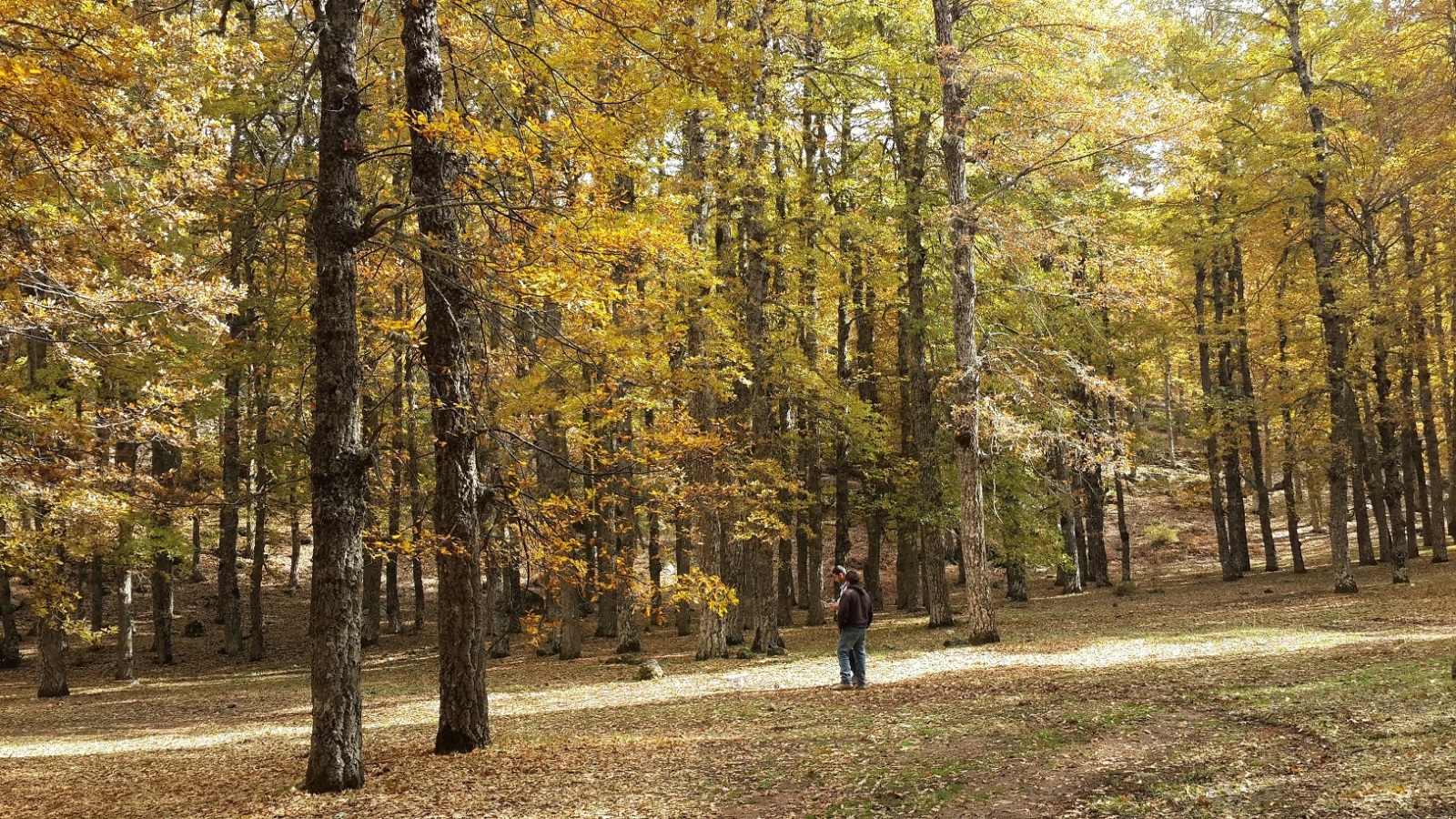 غابة العذر.. جنة منسية في لبنان | <a class=