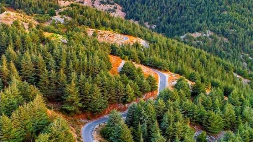 محمية أرز الشوف: حماية الشجر وتنمية البشر - MTV Lebanon