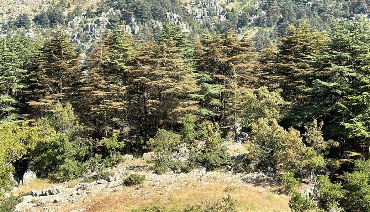 المحميات الطبيعية كنز لبنان البيئي.. لا تفوتوا زيارتها هذا الصيف